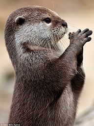 Otter