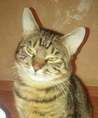 Дима Балынский